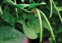 Image of GMO media coverage in Ghana