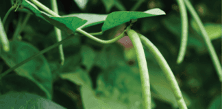 Image of GMO media coverage in Ghana