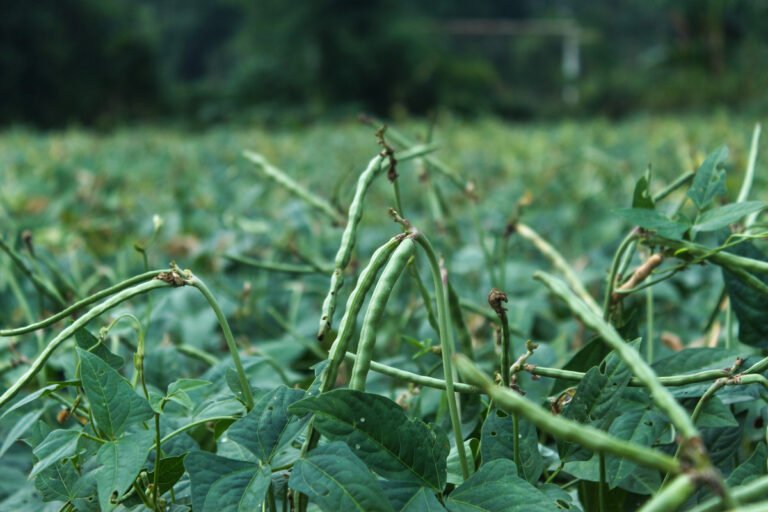 Cowpea plantation in agricultural land