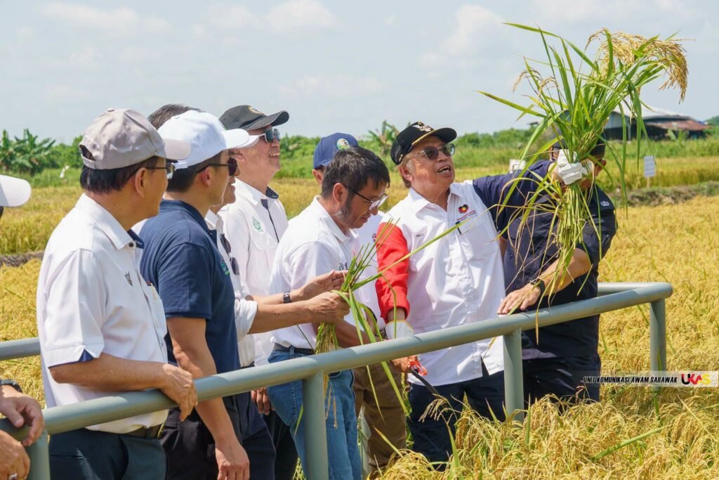 Premier Datuk Patinggi Tan Sri Abang Johari Tun Openg holds up a stalk of the new Baram variety of perennial rice during the launch of the pilot project in Kuala Baram.